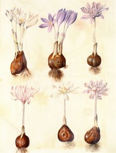 Colchicum autumnale autorstwa Hans Simon Holtzbecker