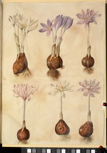 Colchicum autumnale autorstwa Hans Simon Holtzbecker