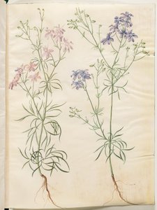 Consolida Regalis (Korn-Riedersfoor) autorstwa Hans Simon Holtzbecker