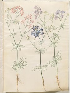 Consolida Regalis (Korn-Riedersfoor) autorstwa Hans Simon Holtzbecker