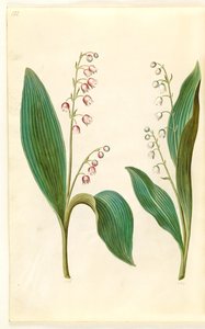 Convallaria majalis rosea (czerwona konwalia); Convallaria majalis (konwalia majowa) autorstwa Hans Simon Holtzbecker