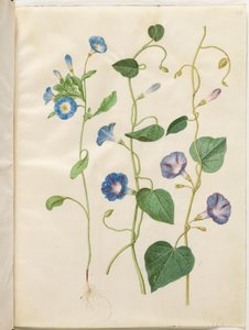 Convolvulus tricolor (spódnica panieńska); Ipomoea purpurea (fioletowa magnolia) autorstwa Hans Simon Holtzbecker