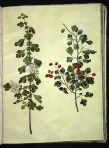 Crataegus laevigata (głóg pospolity) autorstwa Hans Simon Holtzbecker