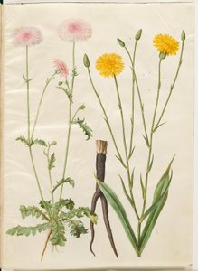 Crepis rubra (czerwony szylkretowiec); Scorzonera hispanica (skorzony ogrodowe) autorstwa Hans Simon Holtzbecker