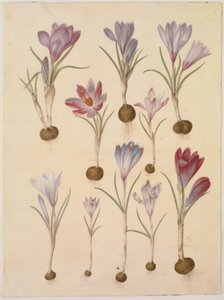 Crocus vernus (krokus wiosenny) autorstwa Hans Simon Holtzbecker