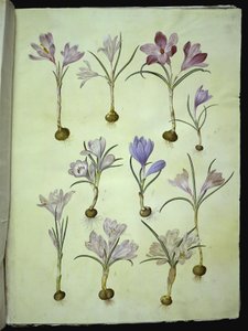Crocus vernus (krokus wiosenny) autorstwa Hans Simon Holtzbecker