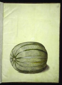 Cucumis melo (melon) autorstwa Hans Simon Holtzbecker