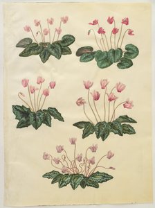 Cyclamen purpurascens; Cyclamen hederifolium autorstwa Hans Simon Holtzbecker