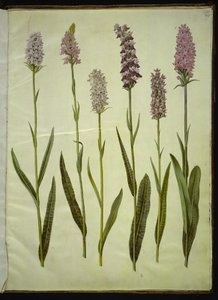 Dactylorhiza maculata (ziele kukułki cętkowanej) autorstwa Hans Simon Holtzbecker