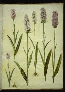 Dactylorhiza maculata (ziele kukułki cętkowanej)