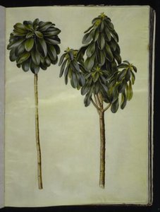 Daphne laureola (laurel-daphne) autorstwa Hans Simon Holtzbecker
