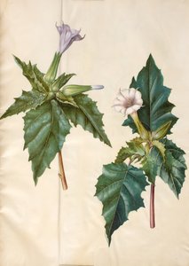 Datura stramonium (powszechne jabłko miłorzębu) autorstwa Hans Simon Holtzbecker