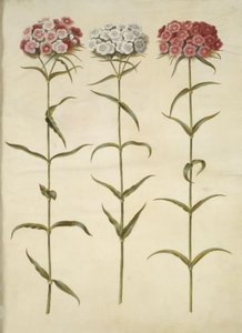 Dianthus barbatus (goździk studencki) autorstwa Hans Simon Holtzbecker