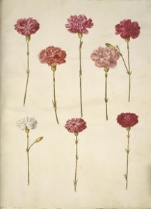 Dianthus caryophyllus (goździk ogrodowy) autorstwa Hans Simon Holtzbecker