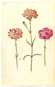 Dianthus caryophyllus (goździk ogrodowy) autorstwa Hans Simon Holtzbecker