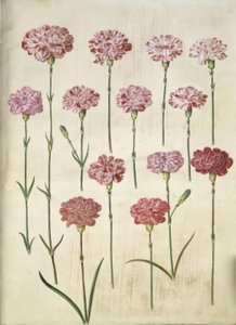 Dianthus caryophyllus (goździk ogrodowy) autorstwa Hans Simon Holtzbecker
