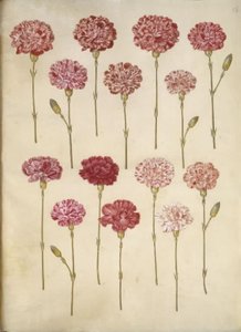 Dianthus caryophyllus (goździk ogrodowy) autorstwa Hans Simon Holtzbecker