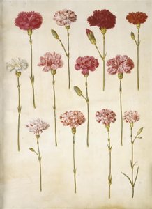 Dianthus caryophyllus (goździk ogrodowy) autorstwa Hans Simon Holtzbecker