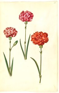 Dianthus caryophyllus (goździk ogrodowy) autorstwa Hans Simon Holtzbecker