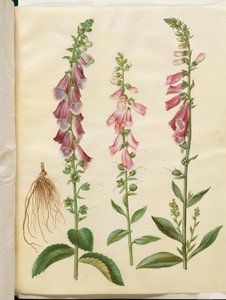 Digitalis purpurea (naparstnica pospolita)