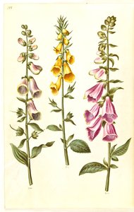 Digitalis purpurea (naparstnica zwyczajna); Digitalis grandiflora (naparstnica wielkokwiatowa) autorstwa Hans Simon Holtzbecker