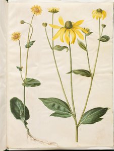 Doronicum pardalianches (hjertebladet gemserod); Rudbeckia laciniata (fliget solhat) autorstwa Hans Simon Holtzbecker