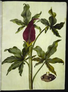 Dracunculus vulgaris (powszechny korzeń smoka) autorstwa Hans Simon Holtzbecker