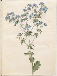 Płaska eryngium (have-mandstro) autorstwa Hans Simon Holtzbecker