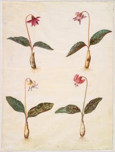 Erythronium dens-canis (prawdziwy ząb psa) autorstwa Hans Simon Holtzbecker
