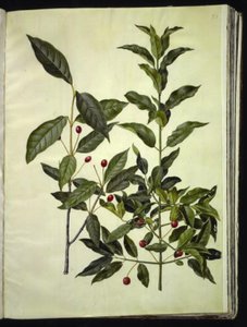 Euonymus latifolius (drewno kostne szerokolistne); Euonymus europaeus (drewno pospolite) autorstwa Hans Simon Holtzbecker