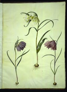 Fritillaria meleagris (jajo żmii pospolitej) autorstwa Hans Simon Holtzbecker