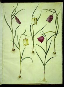 Fritillaria meleagris (jajo żmii pospolitej) autorstwa Hans Simon Holtzbecker