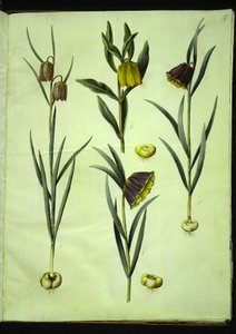Fritillaria meleagris (jajo żmii pospolitej); Fritillaria aurea lub Fritillaria tubiformis & moggridgei (jajka wibrujące); Fritillaria montana autorstwa Hans Simon Holtzbecker