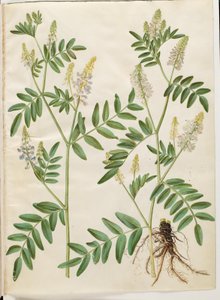 Galega officinalis (kapsuła lekarska) autorstwa Hans Simon Holtzbecker