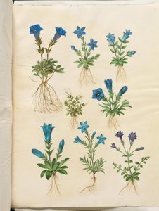 Gentiana acaulis (goryczka bezłodygowa); Gentiana verna (goryczka wiosenna); Gentiana acaulis (goryczka bezłodygowa); Gentiana (gatunek goryczki) autorstwa Hans Simon Holtzbecker