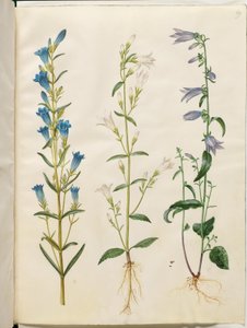 Gentiana pneumonanthe (goryczka dzwonkowa); Campanula patula (dzwonek łąkowy); Campanula rapunculoides (dzwonek jednostronny) autorstwa Hans Simon Holtzbecker