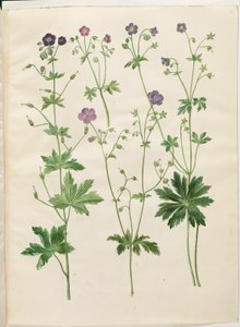 Geranium phaeum (dziób bociana w koronie fali); Geranium sylvaticum (dziób bociana drzewnego) autorstwa Hans Simon Holtzbecker