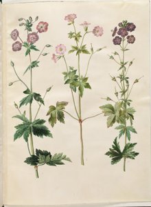 Geranium phaeum (dziób bociana w koronie fali); Geranium versicolor (dziób bociana netto) autorstwa Hans Simon Holtzbecker