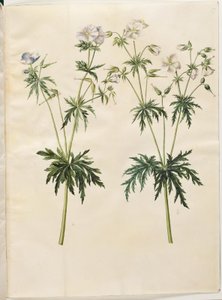 Geranium pratense (dziób bociana łąkowego) autorstwa Hans Simon Holtzbecker