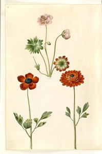 Geranium sanguineum striatum (stribet storkenæb); Ranunculus asiatica (ranunkel) autorstwa Hans Simon Holtzbecker