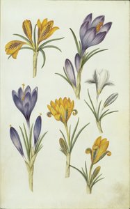 Niemiecki: Krokusse autorstwa Hans Simon Holtzbecker