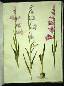 Gladiolus communis (mieczyk pospolity) autorstwa Hans Simon Holtzbecker