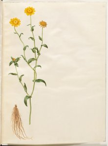 Uprawa Glebiona (gul okseøje) autorstwa Hans Simon Holtzbecker