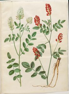 Hedysarum coronarium (koniczyna czerwona) autorstwa Hans Simon Holtzbecker