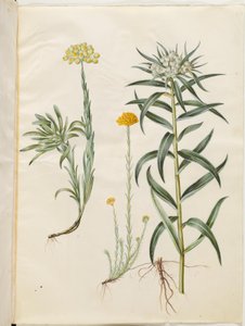 Helichrysum orientale (krzew wieczny); Helichrysum Stoechas (śmierdzący wieczny kwiat); Anaphalis margaritacea (wspólny kosz pereł) autorstwa Hans Simon Holtzbecker