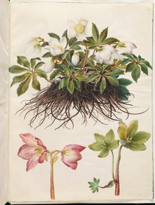 Helleborus niger (pospolita róża świąteczna)