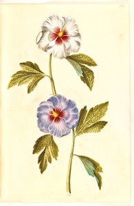 Hibiscus syriacus (róża syryjska) autorstwa Hans Simon Holtzbecker