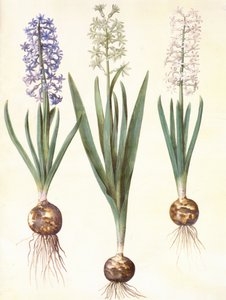 Hyacinthoides orientalis simp et pl autorstwa Hans Simon Holtzbecker