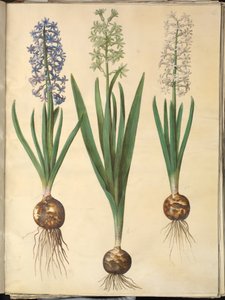 Hiacynt orientalny (hiacynt almindelig) autorstwa Hans Simon Holtzbecker