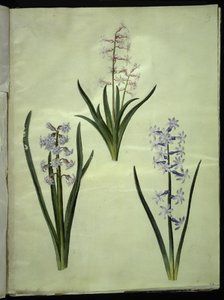 Hiacynt orientalny (hiacynt almindelig) autorstwa Hans Simon Holtzbecker